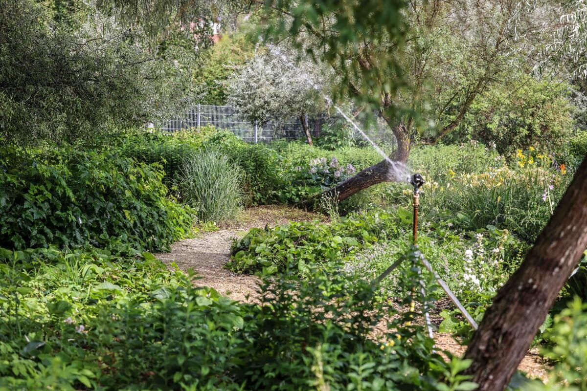 Stundenlang wird im Brenzpark in Heidenheim bewässert. Nur so gedeiht das Grün bei anhaltender Sommerhitze.