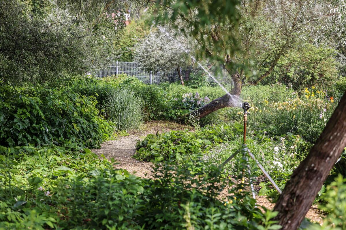 Stundenlang wird im Brenzpark in Heidenheim bewässert. Nur so gedeiht das Grün bei anhaltender Sommerhitze.