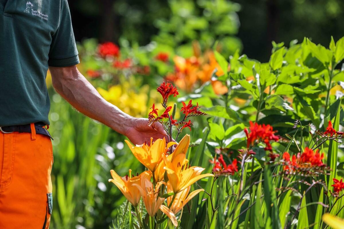 Lilien in allen Farben: Sie gehören zu Hofelichs Lieblingspflanzen.
